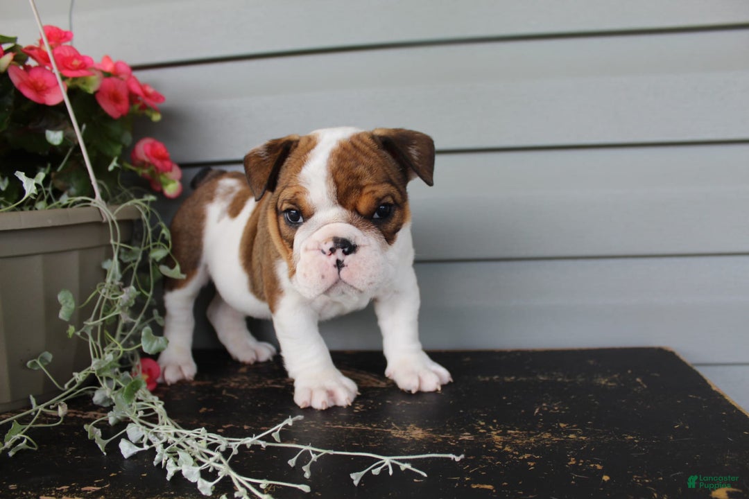 English Bulldog dogs for sale: Raisin - Image 12