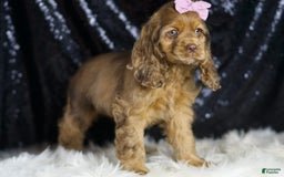 Cocker Spaniel dogs for sale: Lexi - Image 3