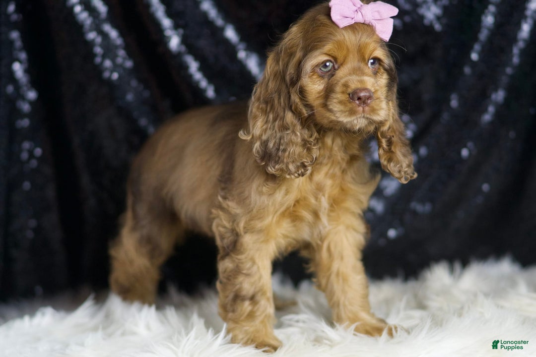 Cocker Spaniel dogs for sale: Lexi - Image 3