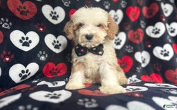 Cockapoo dogs for sale: Rowdy - Image 10