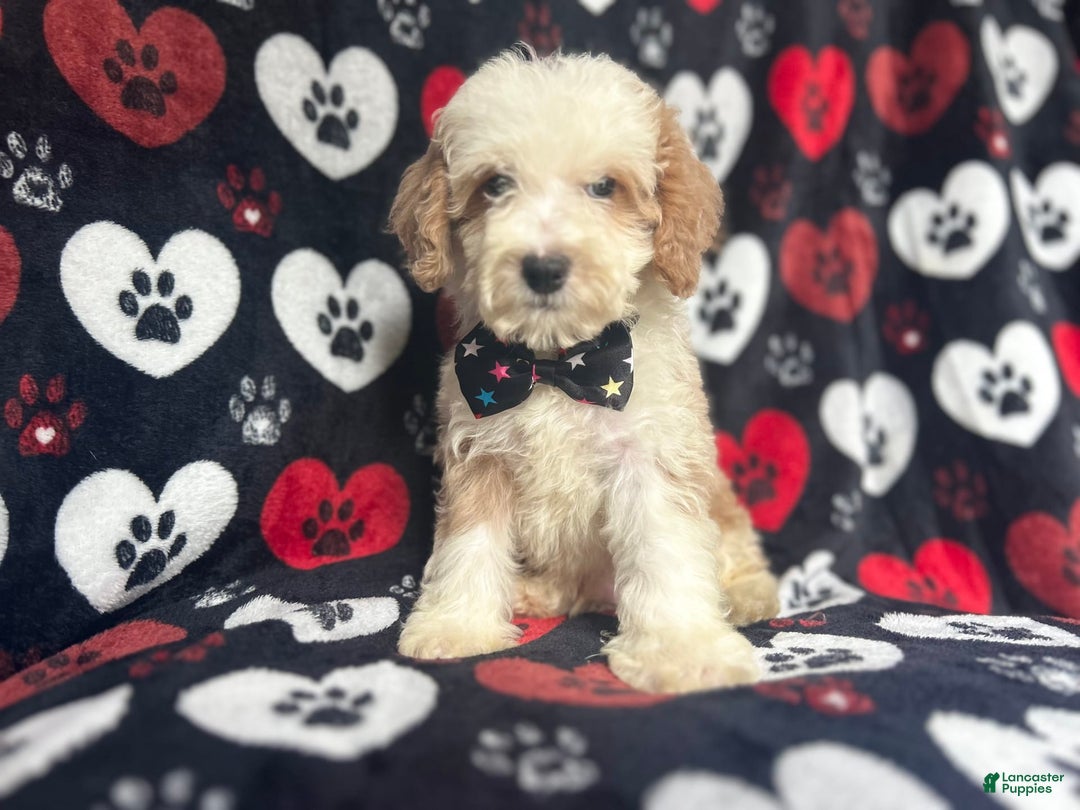 Cockapoo dogs for sale: Rowdy - Image 10