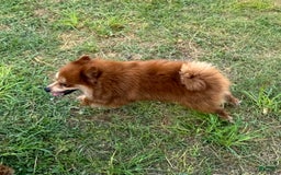 Pomeranian dogs for sale: Winston - Image 15