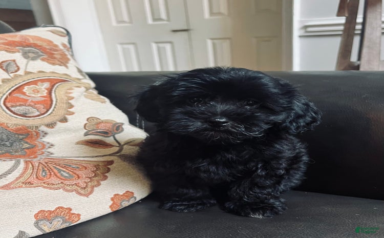 Havapoo dogs for sale - Ad 2