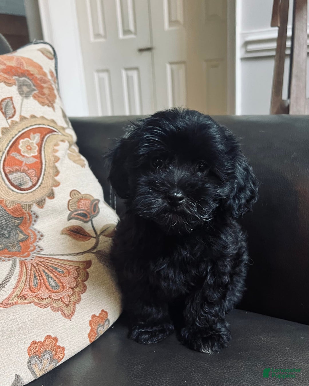 Havapoo dogs for sale: Honey - Image 1