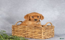 Miniature Golden Retriever dogs for sale: Albert - Image 5