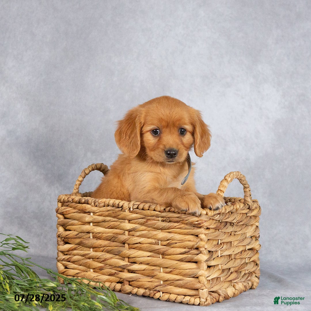 Miniature Golden Retriever dogs for sale: Albert - Image 5