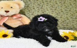 Havapoo dogs for sale: Snickers - Image 3