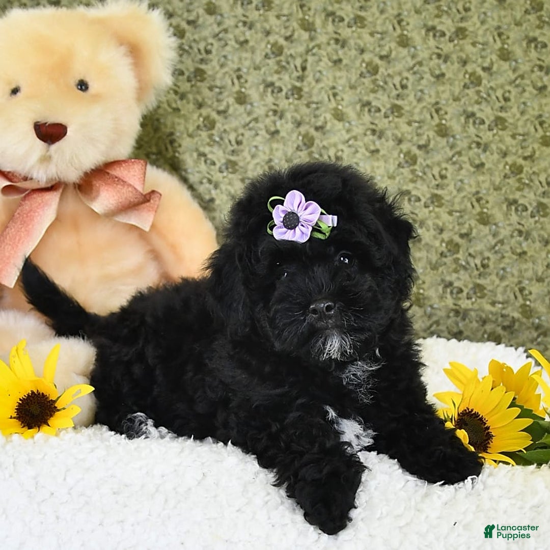 Havapoo dogs for sale: Snickers - Image 3