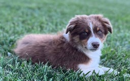 Australian Shepherd dogs for sale: Zoey - Image 8
