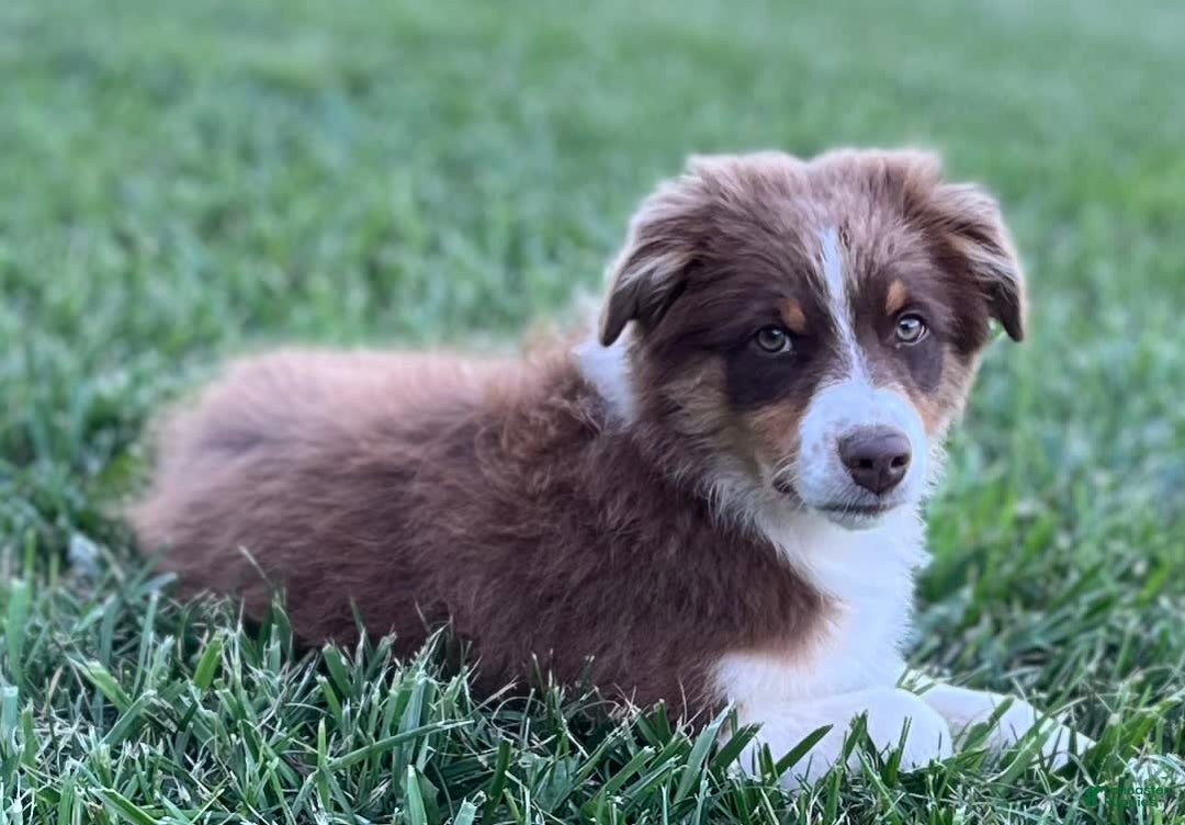 Australian Shepherd dogs for sale: Zoey - Image 8