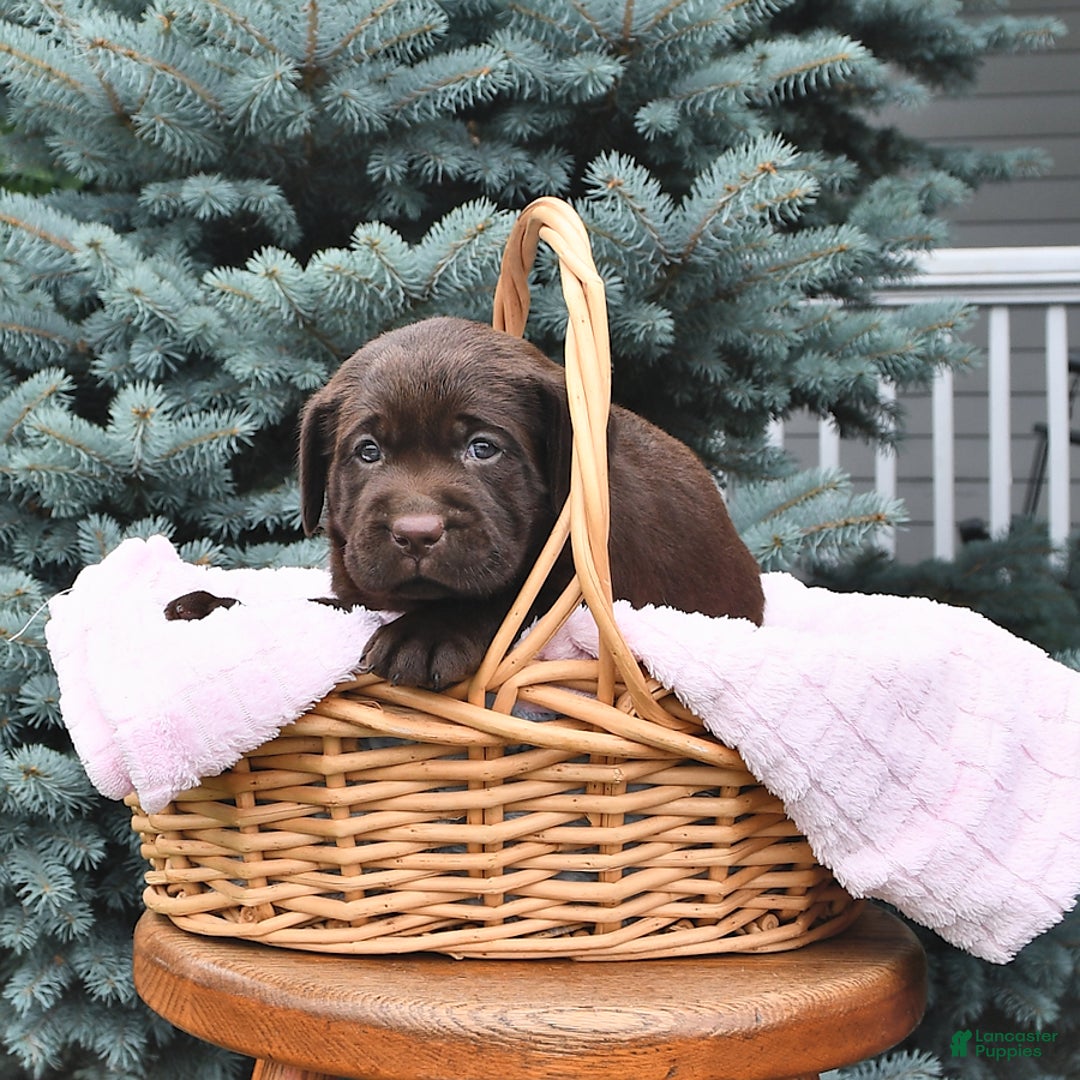 Labrador Retriever dogs for sale: Haley - Image 1