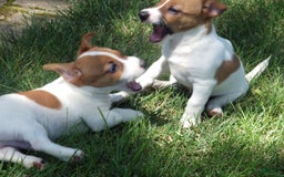 Jack Russell Terrier dogs for sale: Fillmore - Image 12
