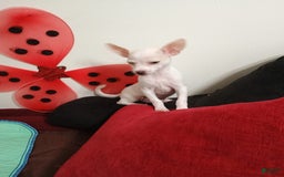 Chihuahua dogs for sale: Butters. Toy - Image 3