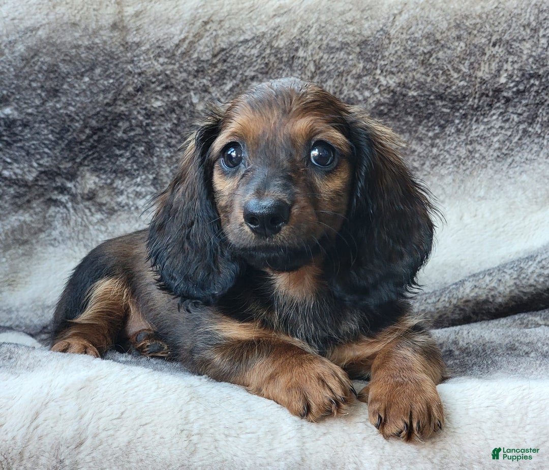 Miniature Dachshund dogs for sale: Tanner - Image 1