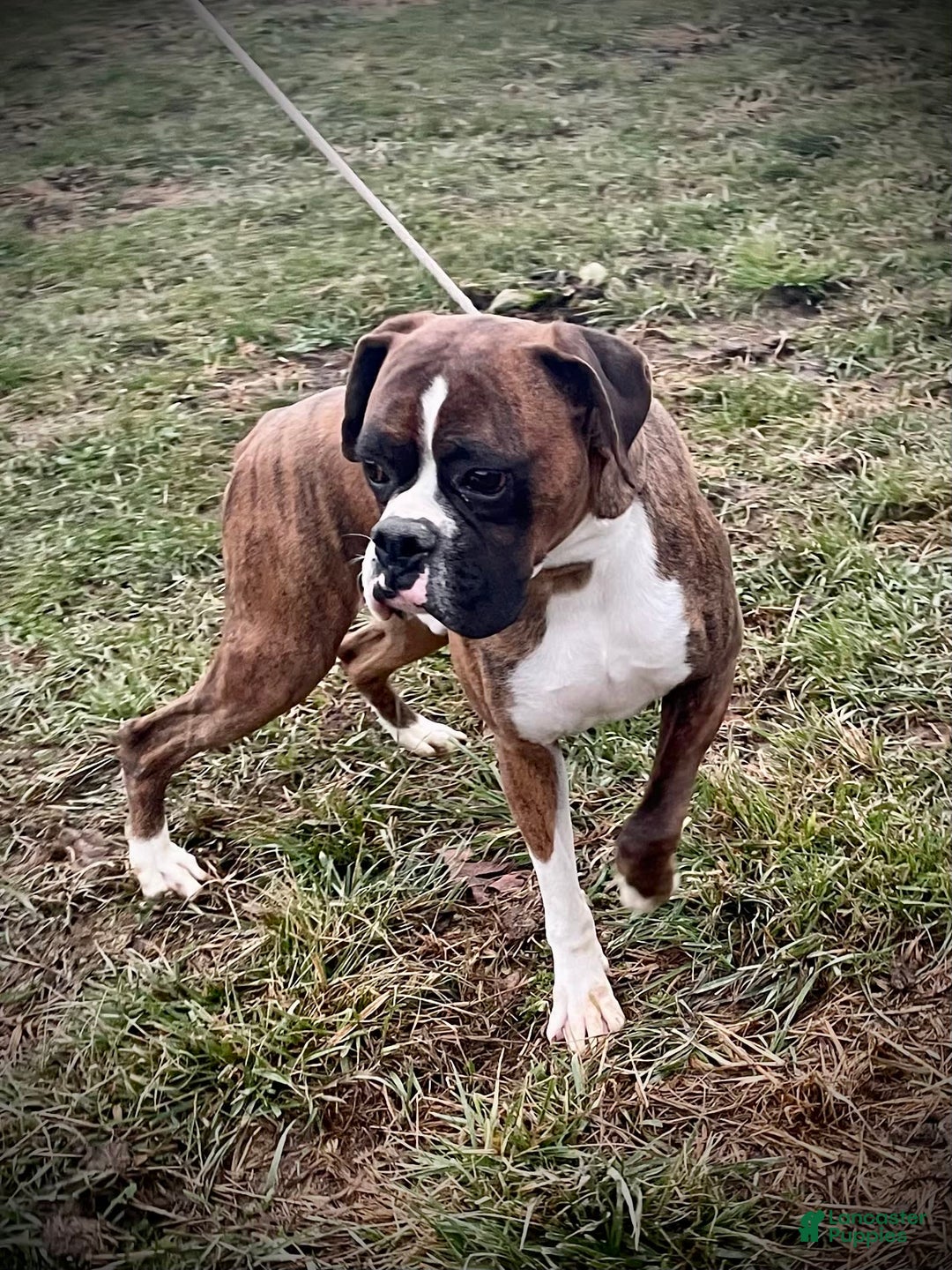 Boxer dogs for sale: Cash - Image 10
