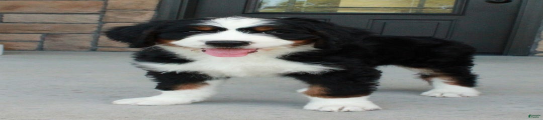 Sarge