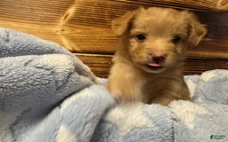 Mini Aussiedoodle dogs for sale: Caramel - Image 2