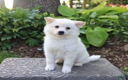 American Eskimo dogs for sale: Skipper - Image 6