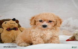 Bichpoo dogs for sale: Debby - Image 1