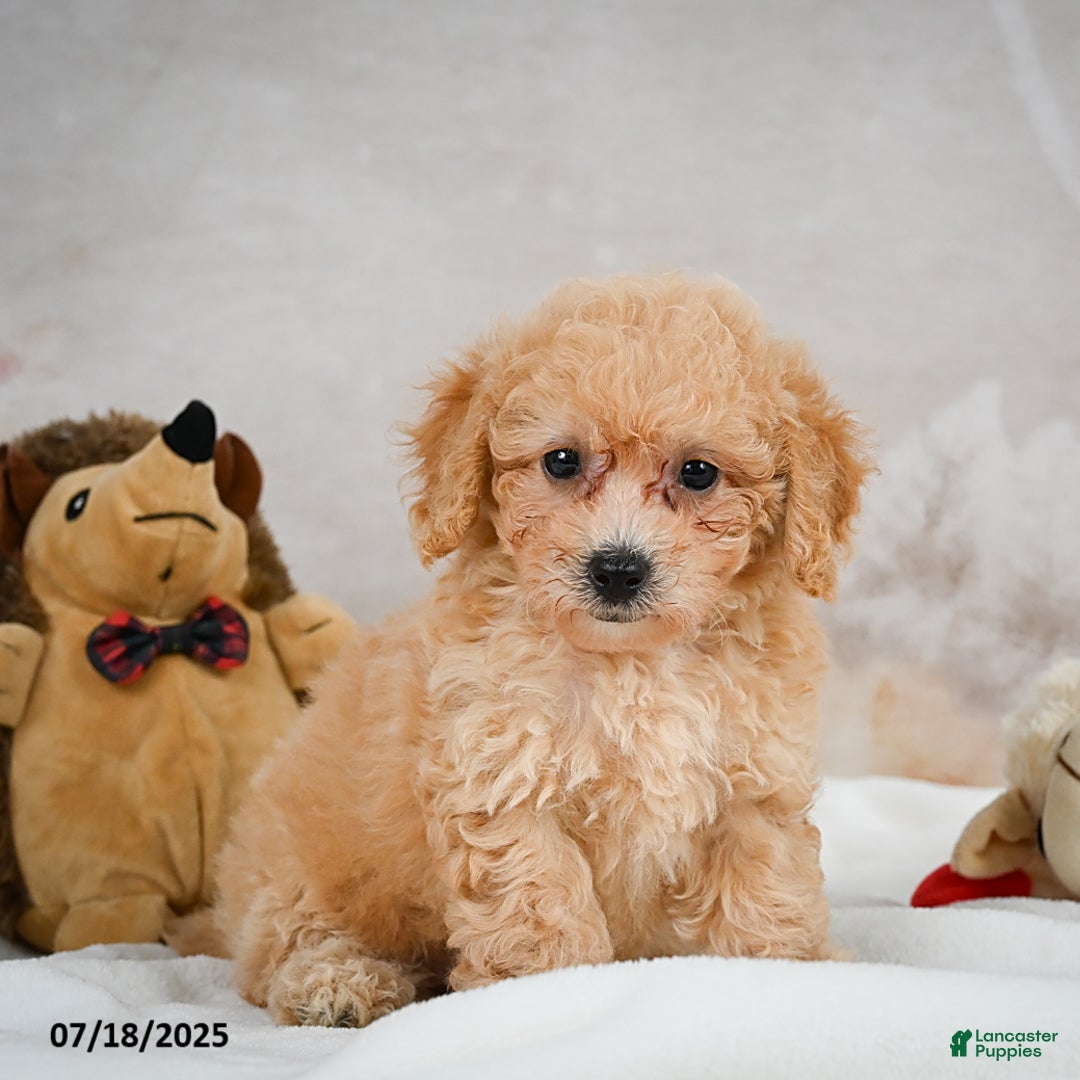 Bichpoo dogs for sale: Debby - Image 1