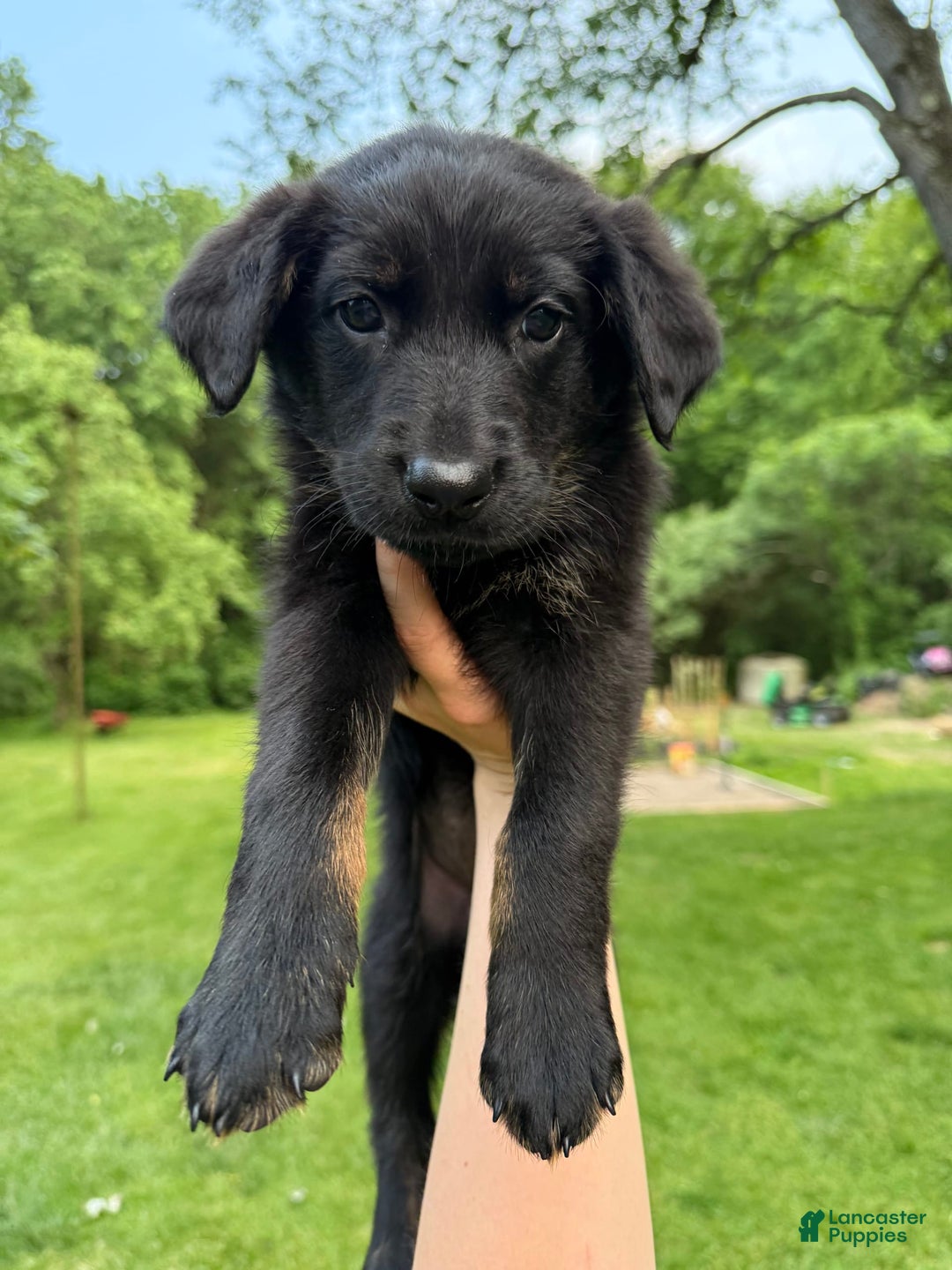 German Shepherd dogs for sale: Flower - Image 4