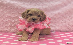 Cavapoo dogs for sale: Apollo - Image 2
