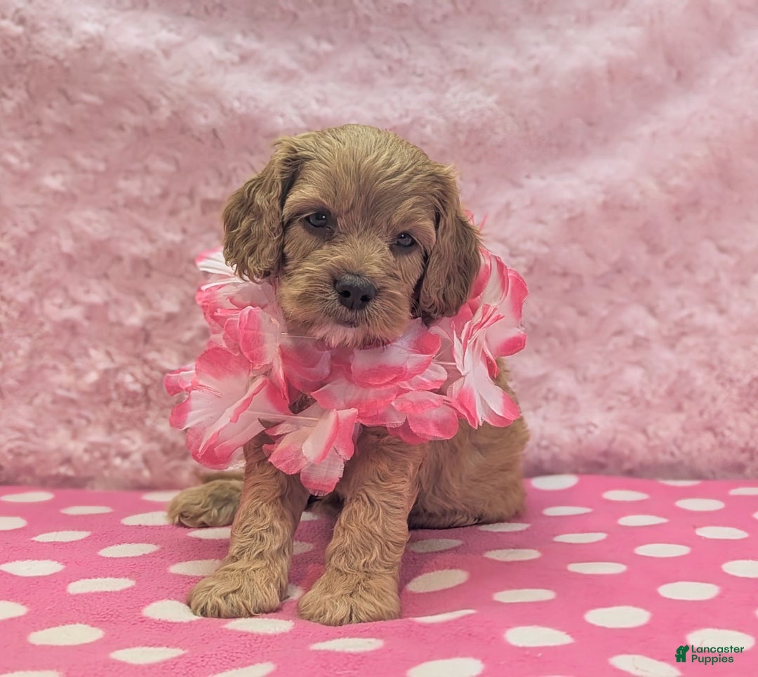 Cavapoo dogs for sale: Apollo - Image 2
