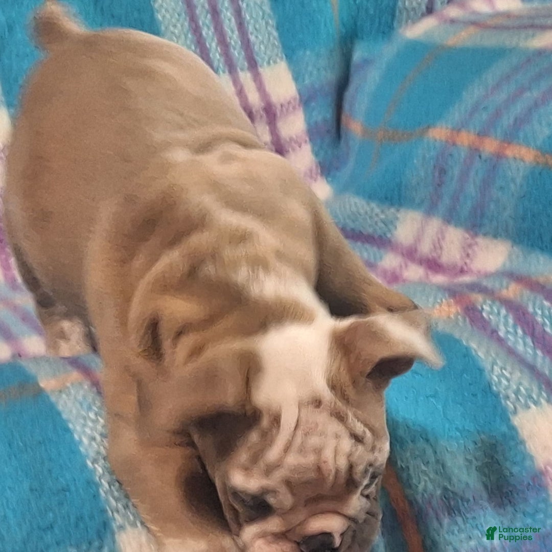 Olde English Bulldogge dogs for sale: BRIAR - Image 5