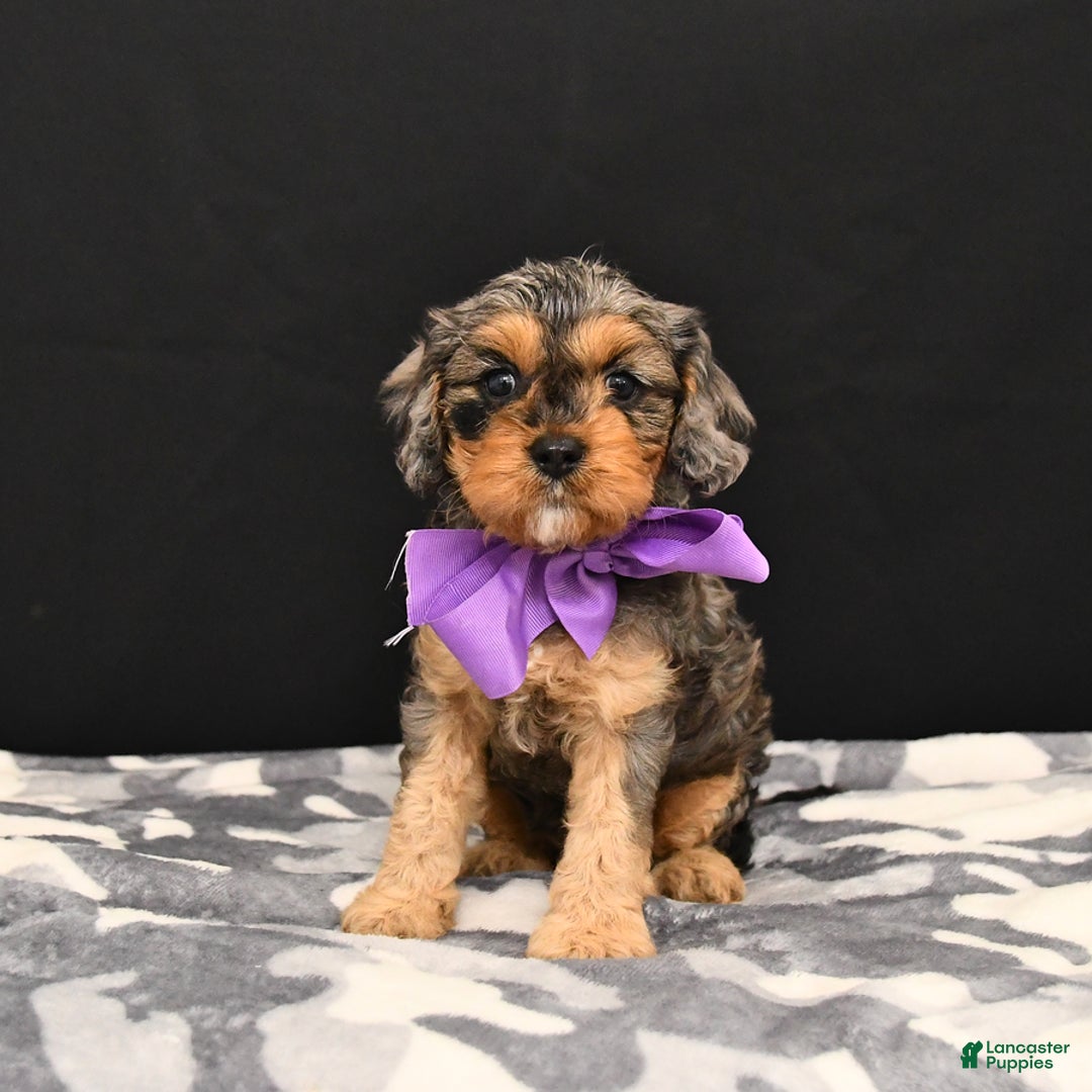 Cavapoo dogs for sale: Charm - Image 2