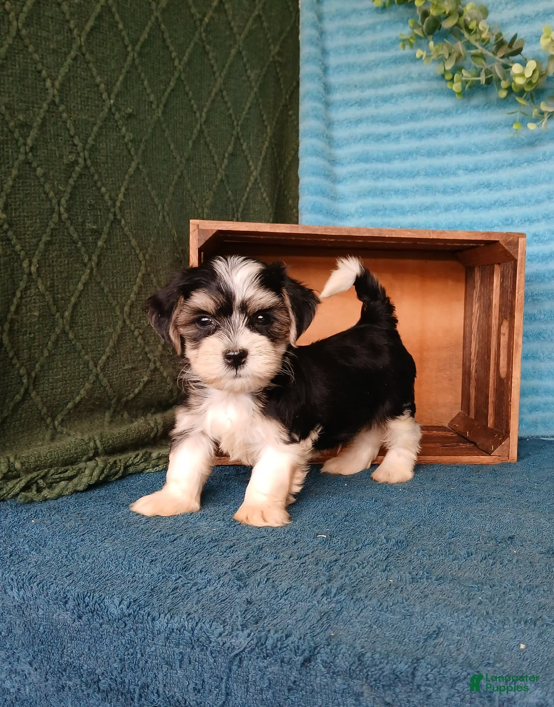 Havanese dogs for sale: Ace - Image 1