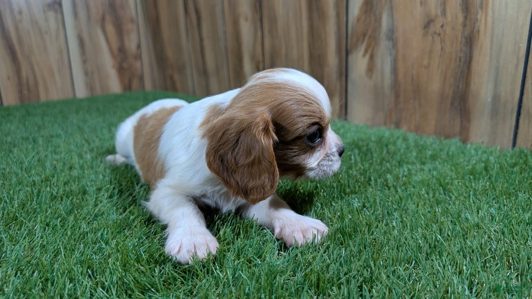 Cavalier King Charles Spaniel dogs for sale: Stardust Boy 1 - Image 3