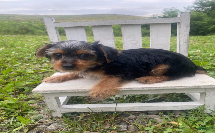 Yorkshire Terrier dogs for sale - Ad 1