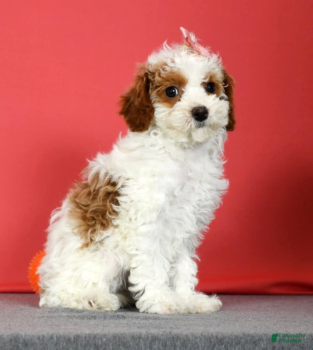 Miniature Poodle dogs for sale: Aubrey - Image 3