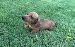 Miniature Dachshund dogs for sale: Penny - Image 1