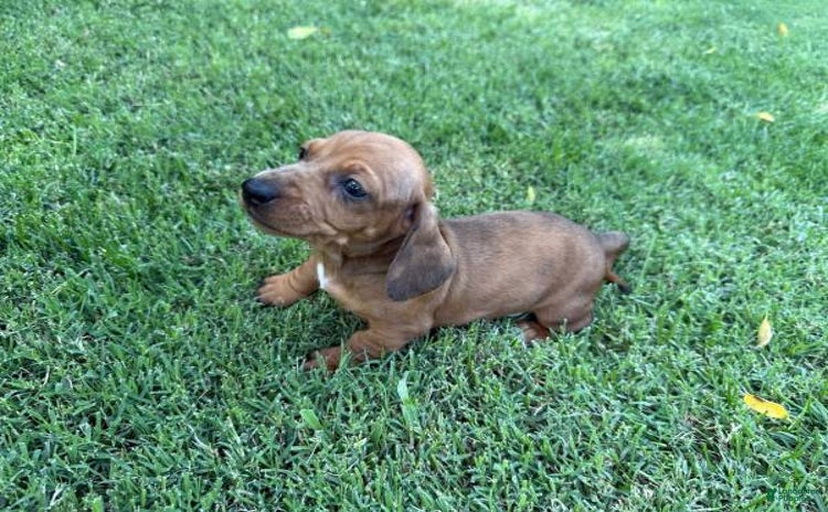 Miniature Dachshund dogs for sale - Ad 1