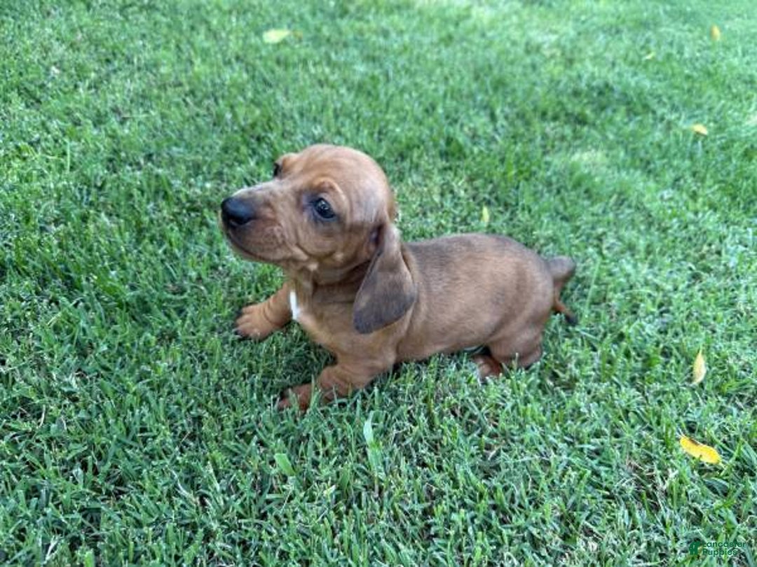 Miniature Dachshund dogs for sale: Penny - Image 1