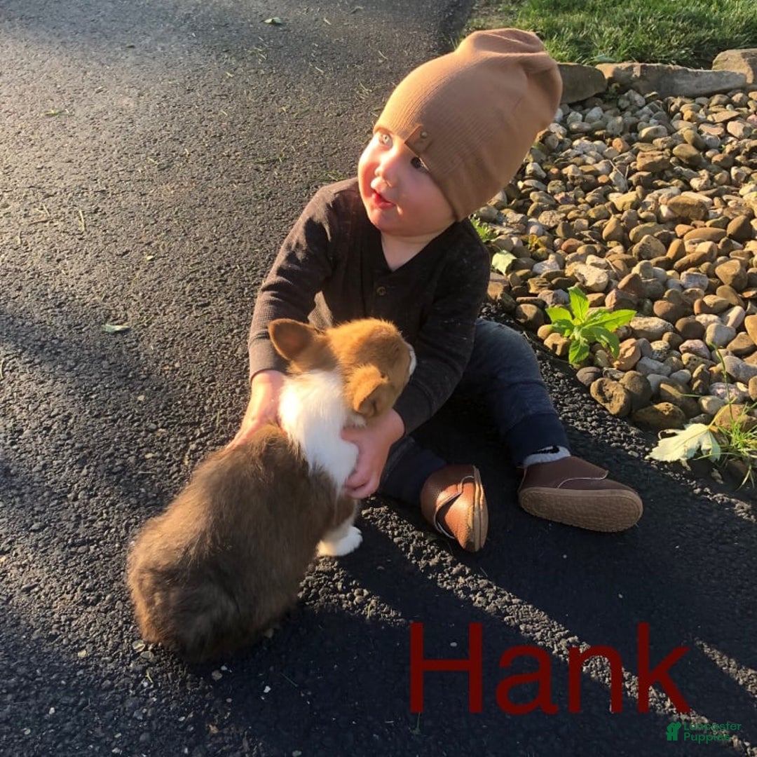 Welsh Corgi Pembroke dogs for sale: Hank - Image 7