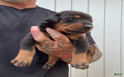 Doberman Pinscher dogs for sale: Male Puppy - Image 3