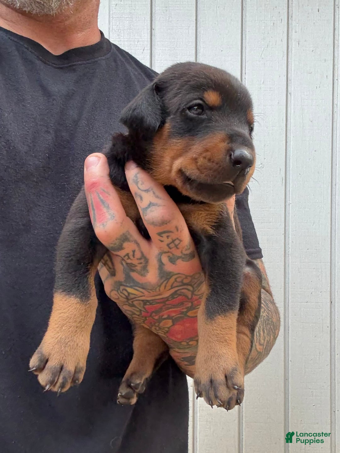 Doberman Pinscher dogs for sale: Male Puppy - Image 3