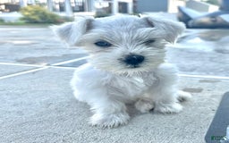 Miniature Schnauzer dogs for sale: Cloe - Image 2