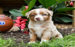 Miniature Australian Shepherd dogs for sale: Daisy - Image 4