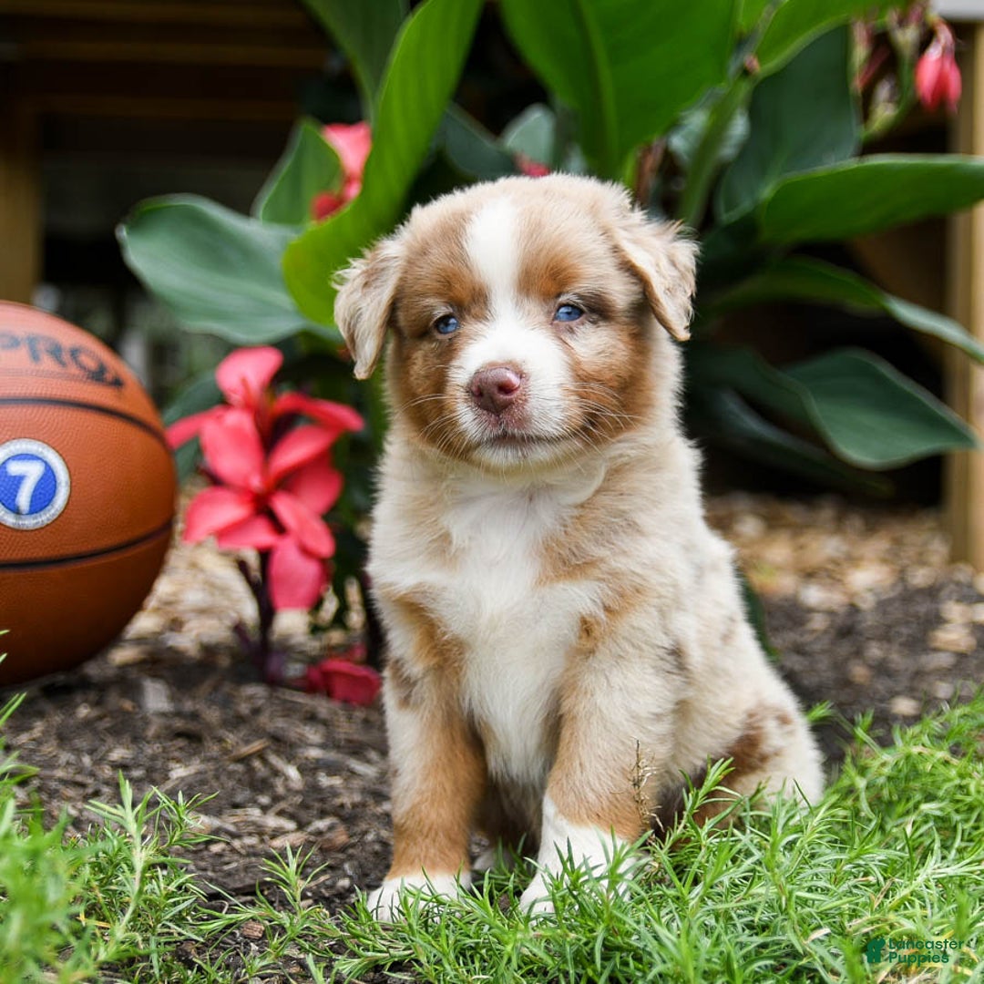 Miniature Australian Shepherd dogs for sale: Daisy - Image 4