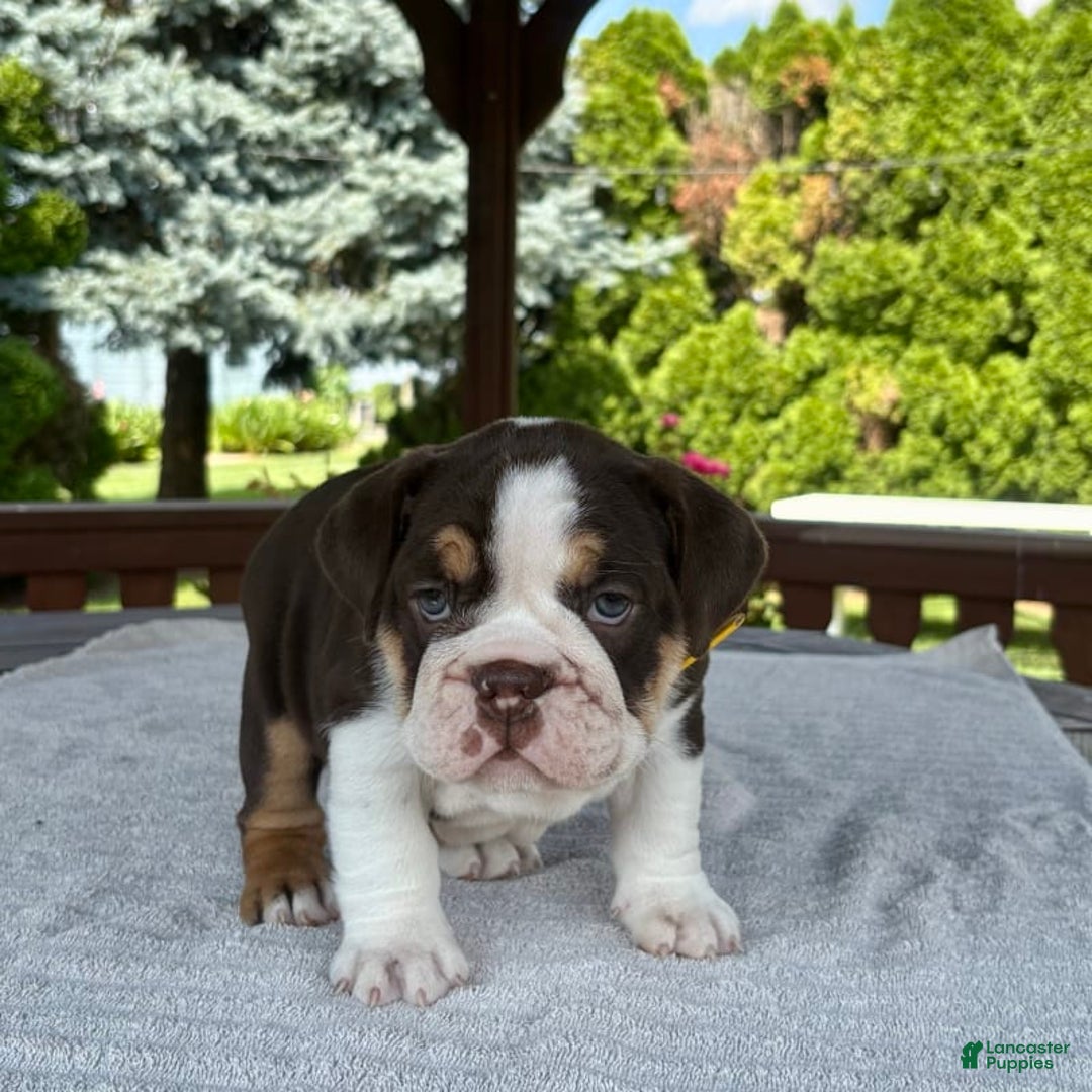 English Bulldog dogs for sale: Camille - Image 3