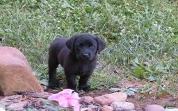 Labrador Retriever dogs for sale: Hunter - Image 4
