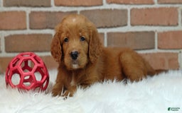Goldendoodle dogs for sale: River - Image 3