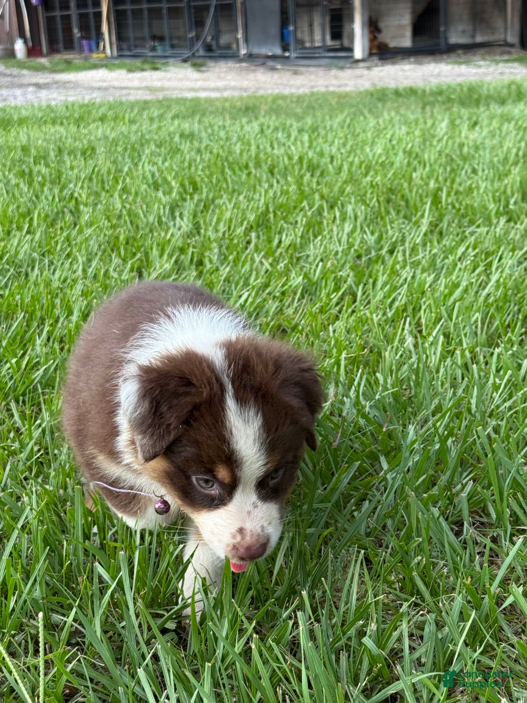 Australian Shepherd dogs for sale: L-purple - Image 9