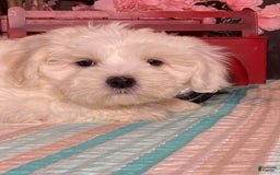 Havanese dogs for sale: Hank - Image 2