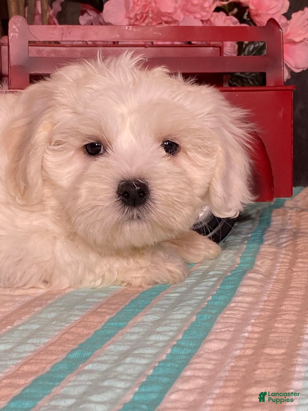 Havanese dogs for sale: Hank - Image 2
