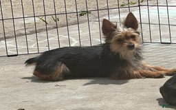 Yorkshire Terrier dogs for sale: Cookies/ Chips Ahoy - Image 4