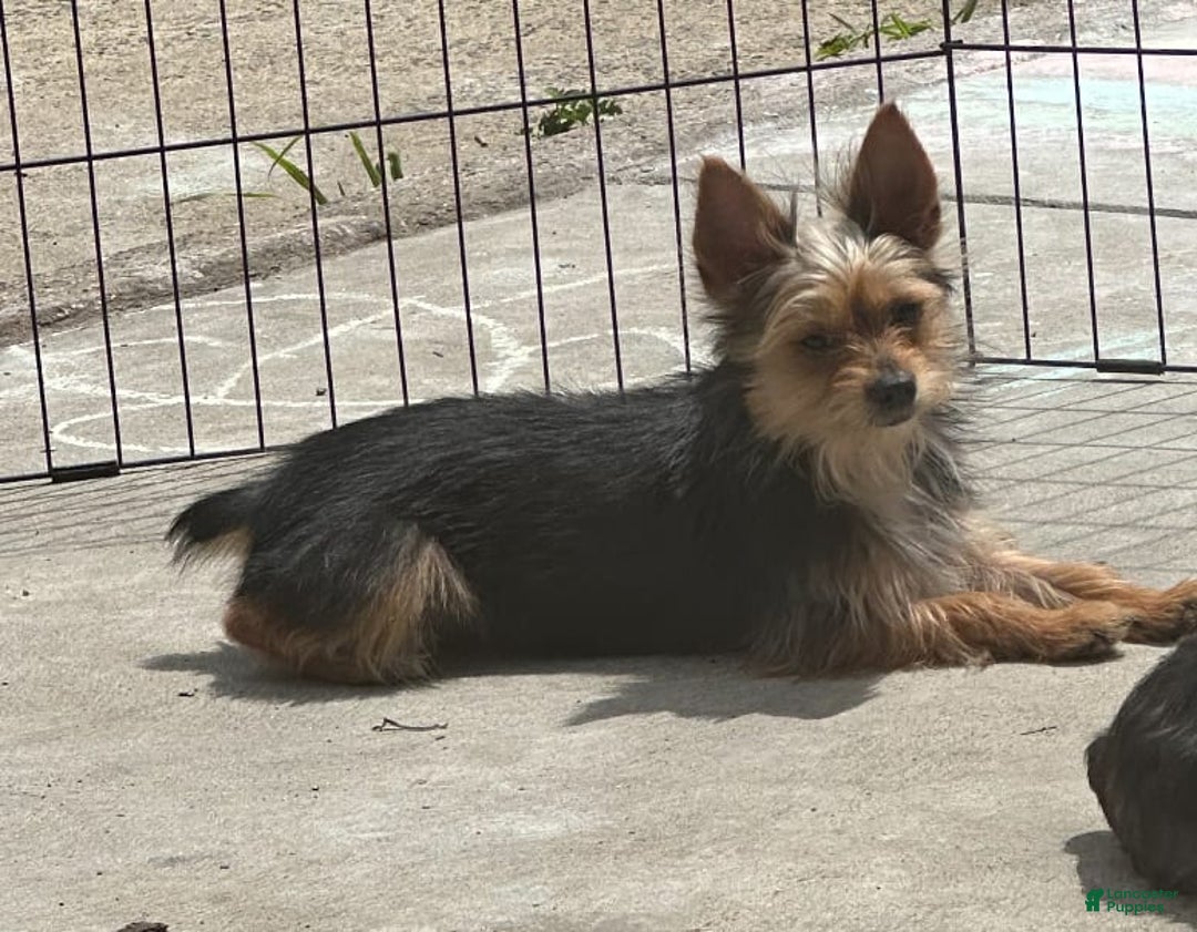 Yorkshire Terrier dogs for sale: Cookies/ Chips Ahoy - Image 4